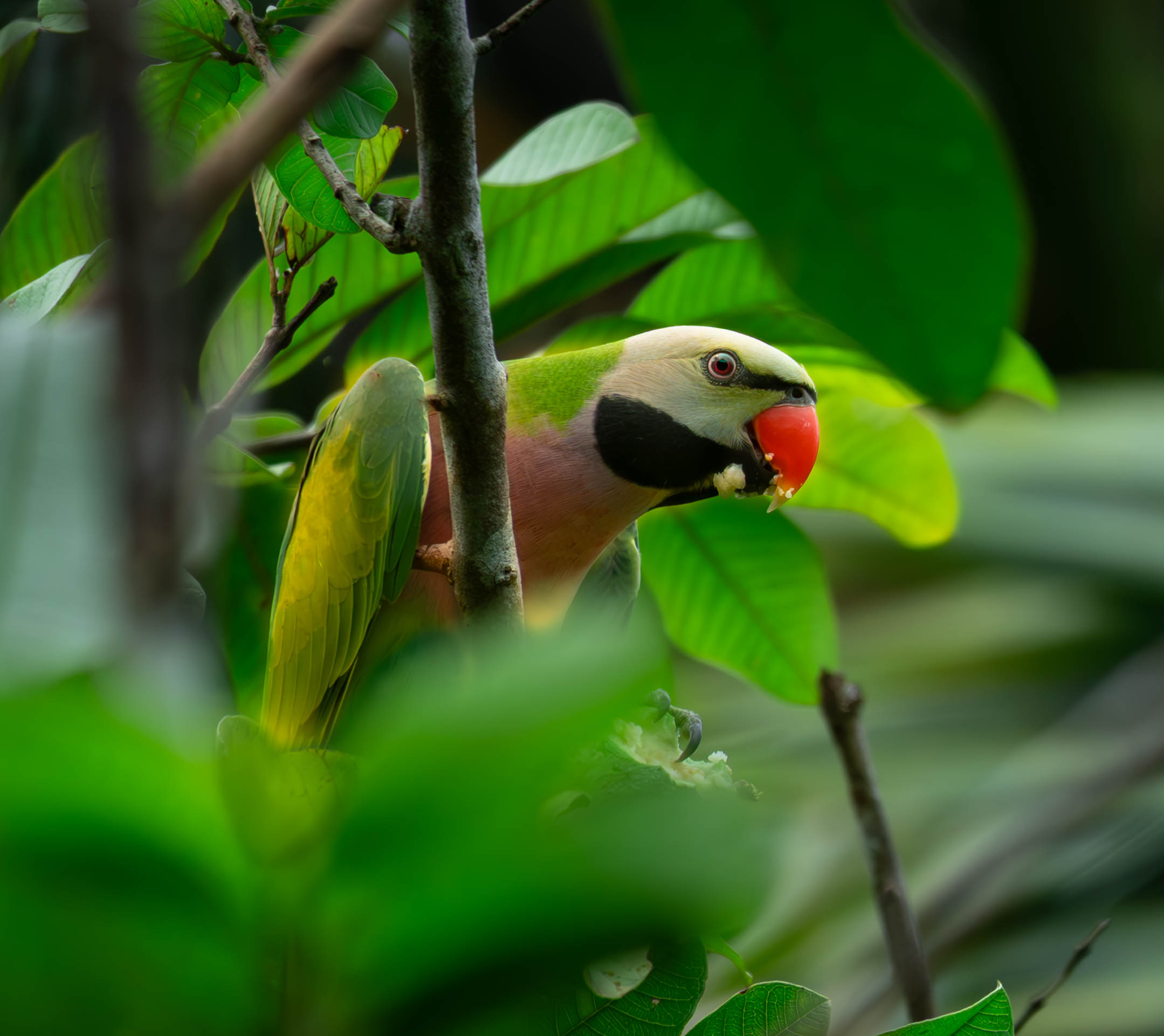 Bird Watching & Trekking